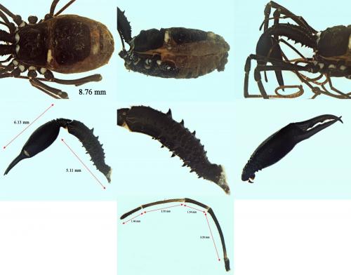 Ischyropsalis hellwigii lucantei